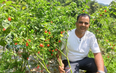 अकबरे खुर्सानी खेती गरिरहेका जनक आचार्य। तस्बिरः /सेतोपाटी